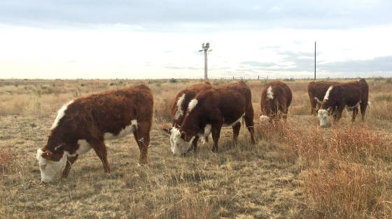 2016fallheifers4.jpg