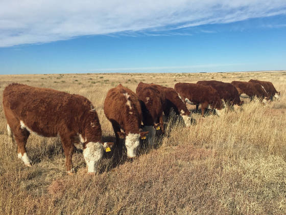 Spring2016heifers1.jpg