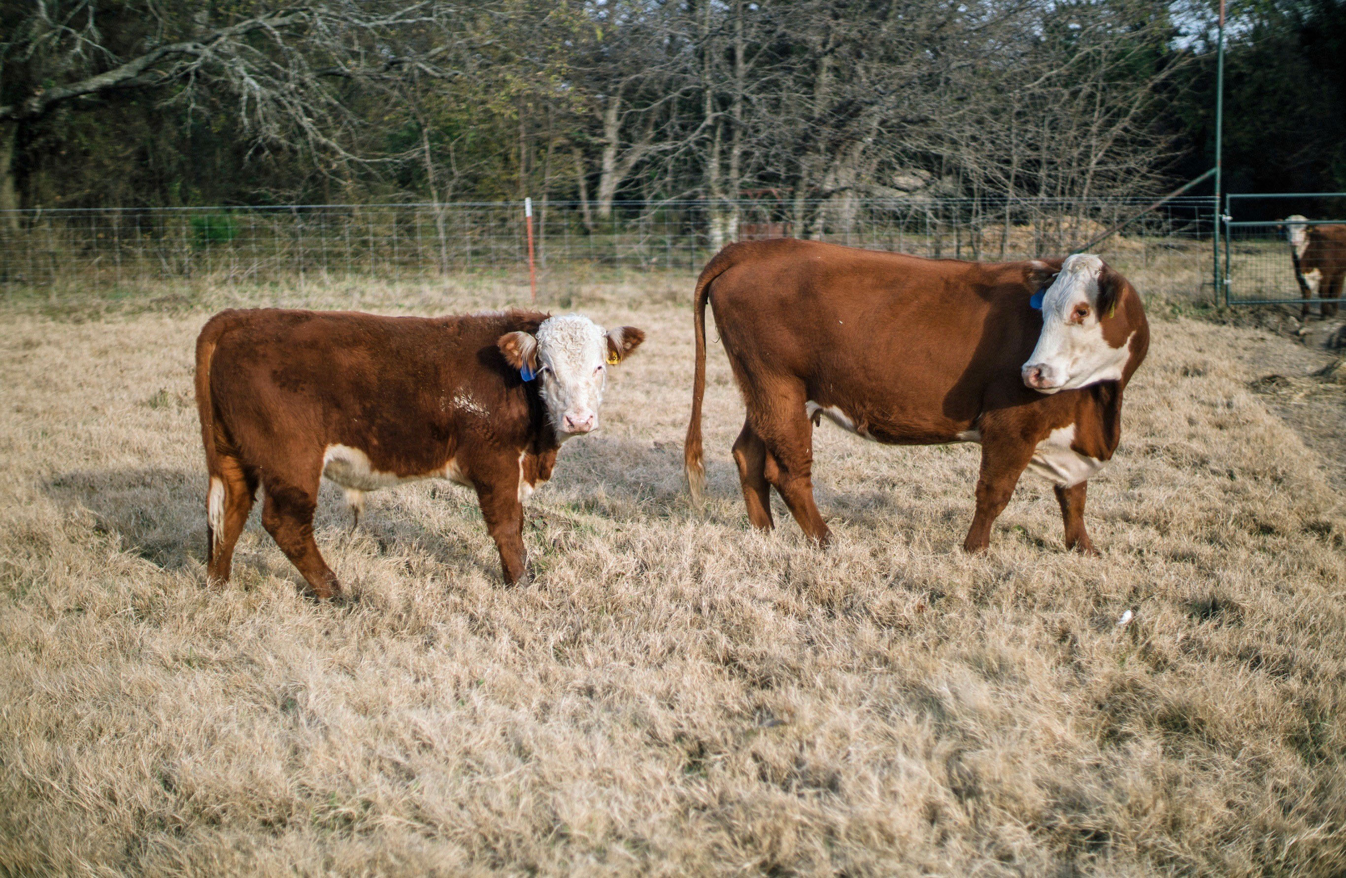 16heifer1.jpg