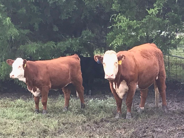 16heifers6.jpg