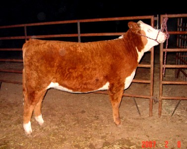 609halter000.jpg