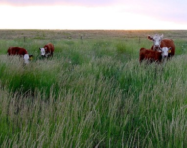 cattlegrass000.jpg