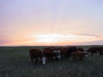 cowssunsetweb.jpg
