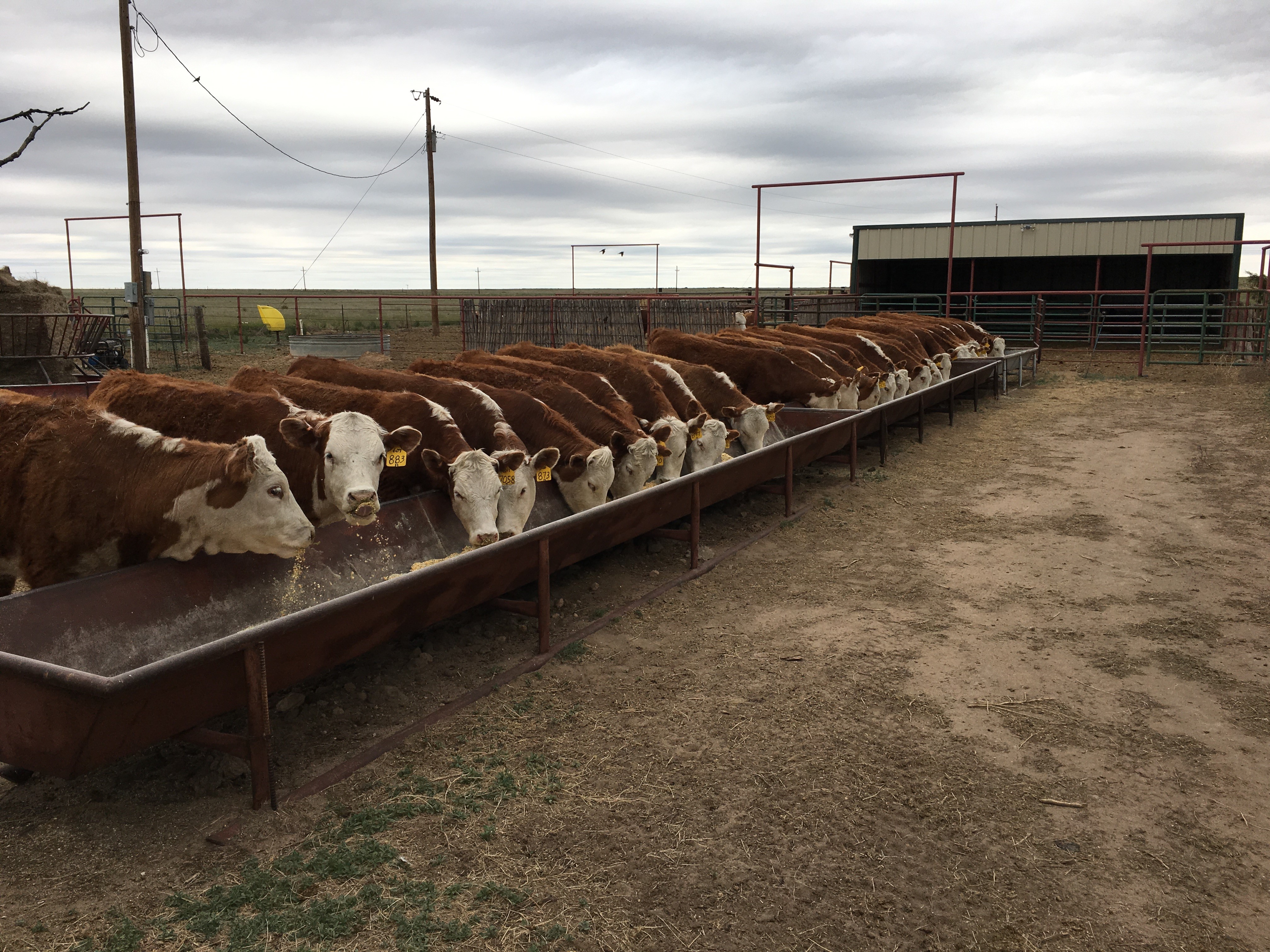 heifers52192.jpg